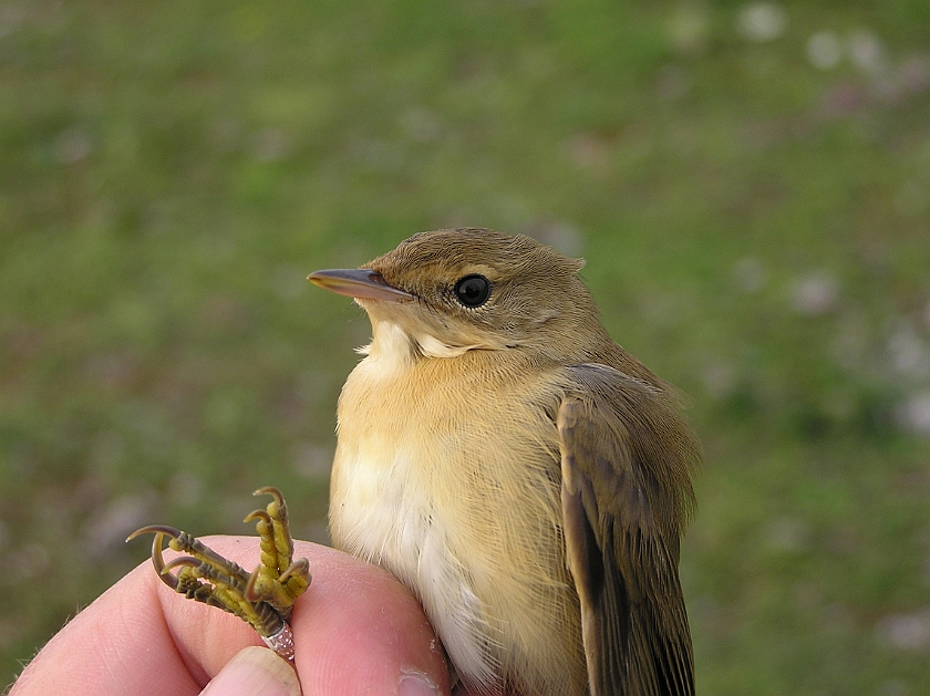 Marsh Warbler, Sundre 20050729